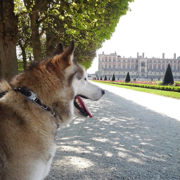 dukemalamute